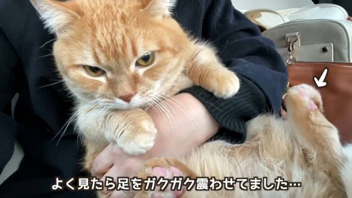 11歳になった猫を動物病院につれて行った結果…とんでもなく尊い『まさかの姿』が5万再生「長生きしてね」「病院は嫌だよねｗ」