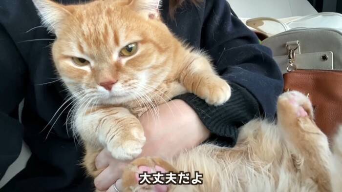 11歳になった猫を動物病院につれて行った結果…とんでもなく尊い『まさかの姿』が5万再生「長生きしてね」「病院は嫌だよねｗ」