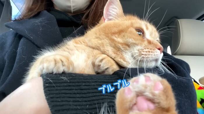 11歳になった猫を動物病院につれて行った結果…とんでもなく尊い『まさかの姿』が5万再生「長生きしてね」「病院は嫌だよねｗ」