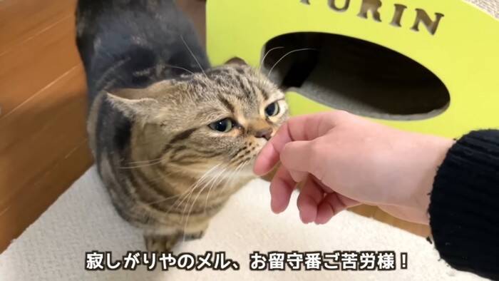 11歳になった猫を動物病院につれて行った結果…とんでもなく尊い『まさかの姿』が5万再生「長生きしてね」「病院は嫌だよねｗ」