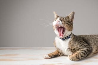 猫との『キス』でうつるかもしれない病気3選　知っておくべき感染の危険性も解説