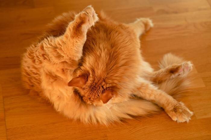 猫との『キス』でうつるかもしれない病気3選　知っておくべき感染の危険性も解説