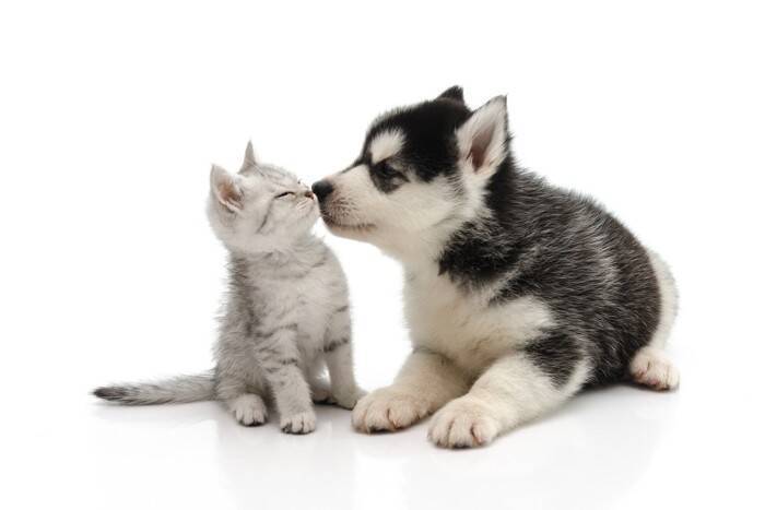 猫との『キス』でうつるかもしれない病気3選　知っておくべき感染の危険性も解説