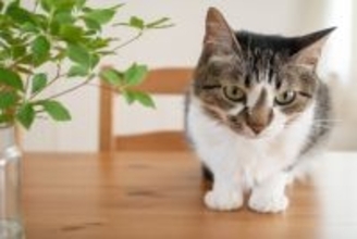 猫が『テーブル』の上に登ろうとする心理3つ　どんな目的があるの？やめてもらうコツまで