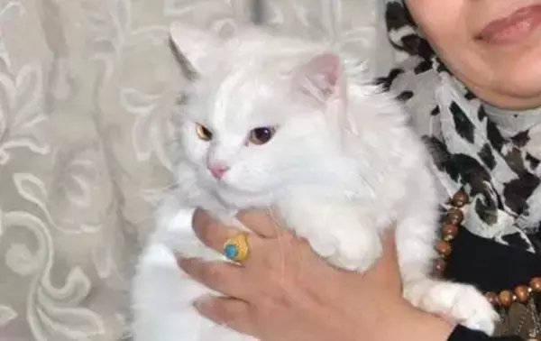 イラク難民家族が離れ離れになった愛猫…絶望の中で訪れた奇跡の再会劇とは