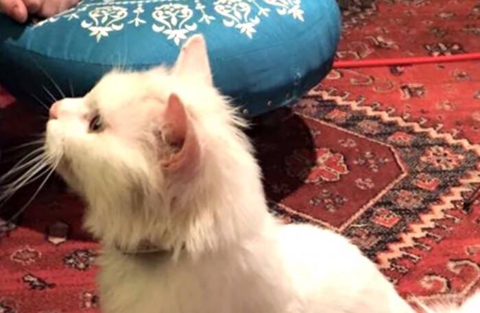 イラク難民家族が離れ離れになった愛猫…絶望の中で訪れた奇跡の再会劇とは