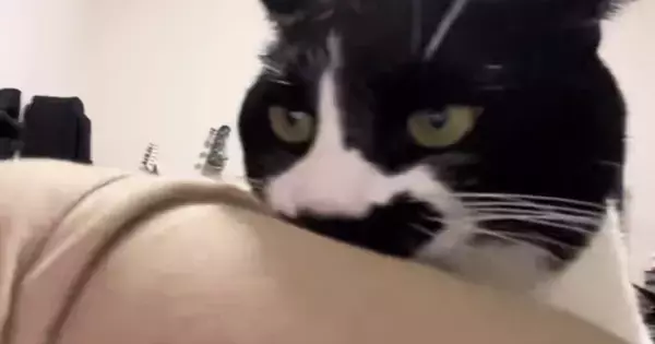 服を噛んできた猫→離してほしくて『腕をブンブン振ってみた』結果…爆笑必至の展開が29万再生「にやけ笑い止まらん」「ヤダーって言ってそうｗ」