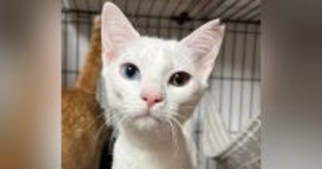 ガリガリの状態だった野良猫→保護されて1年…涙が止まらない『劇的なビフォーアフター』に17万いいね「幸せになったんだねぇ」「尊い」