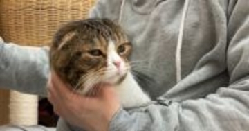 ママから離れない甘えん坊の猫→『パーカーのポケット』に入れてみたら…赤ちゃん感たっぷりな尊すぎる光景が13万再生「たまらん」「最高」