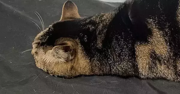 床でくつろいでいた猫の『シルエット』が……まるで『未確認生物』のような瞬間に２万いいね「すごい寝相で笑ったｗ」「本当に猫？」