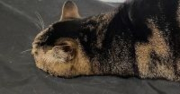 床でくつろいでいた猫の『シルエット』が……まるで『未確認生物』のような瞬間に２万いいね「すごい寝相で笑ったｗ」「本当に猫？」