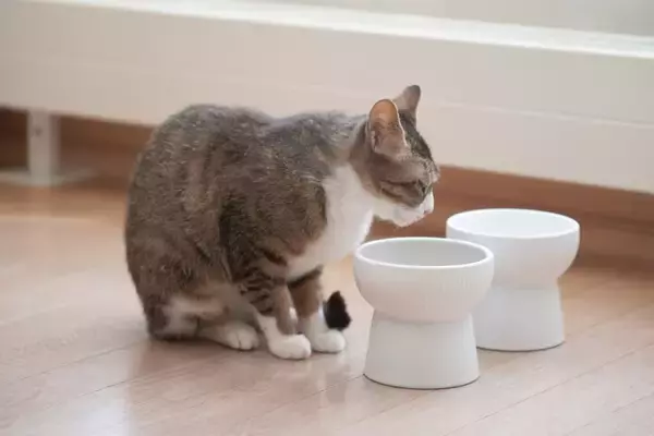 猫が『水を飲んでくれない』ときの対策方法5選　水分不足が招くリスクや必要な飲水量の目安も解説