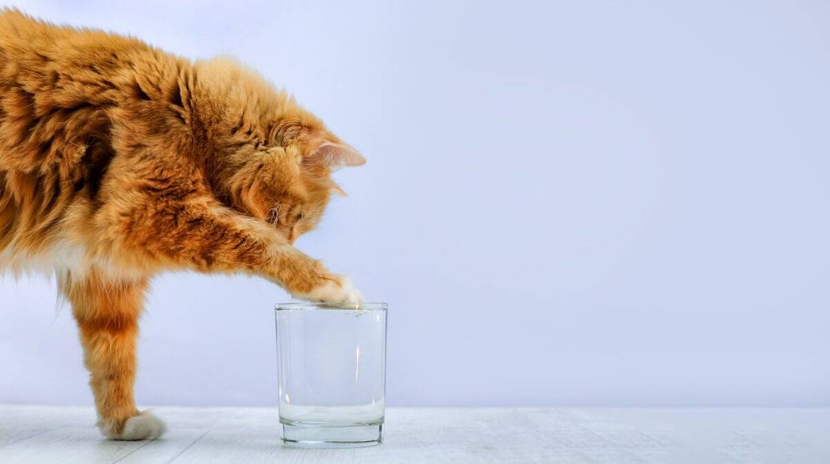 猫が『水を飲んでくれない』ときの対策方法5選　水分不足が招くリスクや必要な飲水量の目安も解説