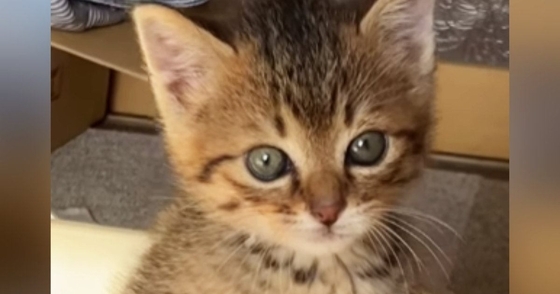 子猫の『初めてのトイレ』を見た結果…完全に予想外な『まさかの姿勢』が129万再生「真剣さが伝わるｗ」「AIかと思ったｗ」と爆笑の声
