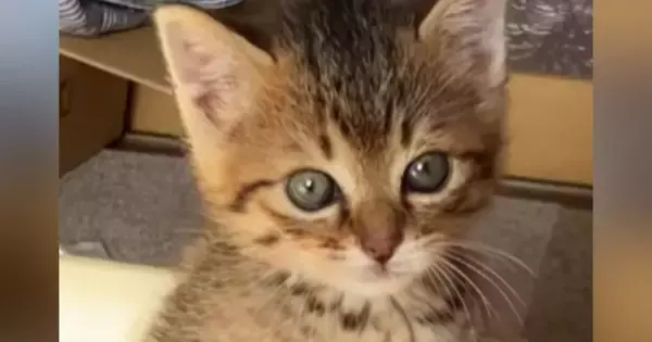 子猫の『初めてのトイレ』を見た結果…完全に予想外な『まさかの姿勢』が129万再生「真剣さが伝わるｗ」「AIかと思ったｗ」と爆笑の声