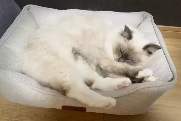 愛猫が『余命宣告をされた』ときにすべきこと4つ　残された時間の過ごし方や飼い主に必要な心構え