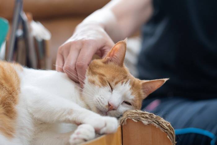 愛猫が『余命宣告をされた』ときにすべきこと4つ　残された時間の過ごし方や飼い主に必要な心構え