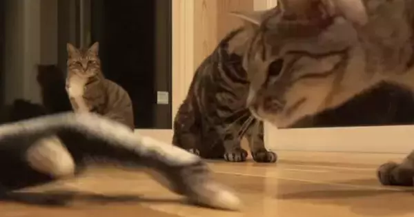 猫たちに『動く魚のおもちゃ』をあげた結果…様々な反応を見せる『微笑ましい様子』が26万再生「みんなの反応が可愛すぎる」「ゴキゲンだね」
