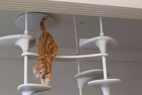 猫の『しっぽ』に隠された役割5選　必要不可欠な理由や豆知識もご紹介