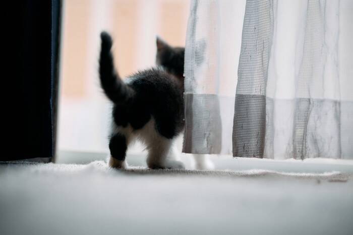 猫の『しっぽ』に隠された役割5選　必要不可欠な理由や豆知識もご紹介