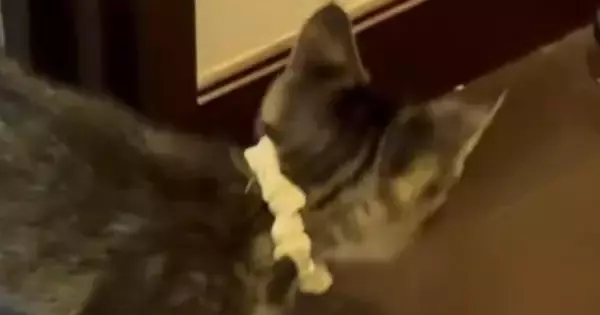 部屋から出てきた子猫→突然足を止めて『戦い始めた相手』とは…尊すぎる光景に１万いいね「一生懸命戦ってて可愛いｗ」「怖いんだよねｗ」