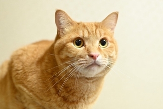 猫との距離を遠ざける『話し方』3つ　嫌がられる理由から安心感を与えるポイントまで