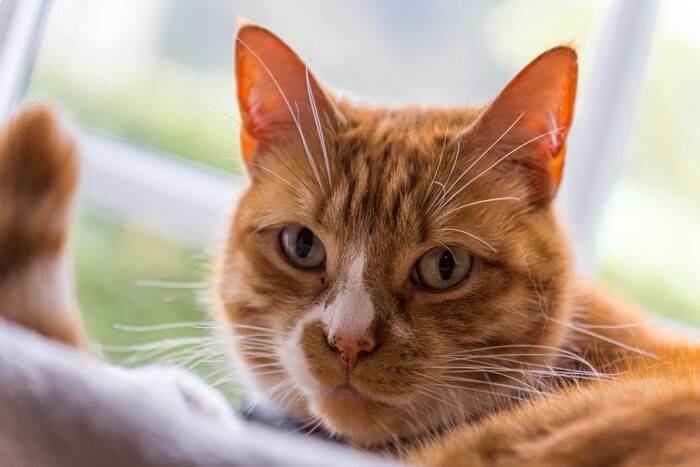 猫との距離を遠ざける『話し方』3つ　嫌がられる理由から安心感を与えるポイントまで