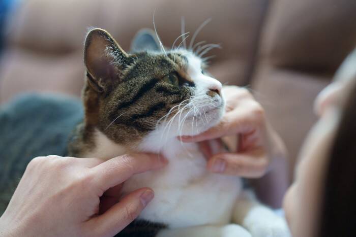 猫との距離を遠ざける『話し方』3つ　嫌がられる理由から安心感を与えるポイントまで