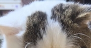 そぼろ丼を食べていると、そばにやってきた猫…『表情』を見ると→『愛おしすぎる光景』が133万再生「声かけちゃうな」「撫でまわしたい」