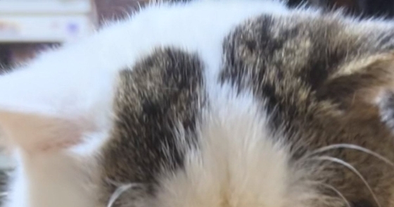 そぼろ丼を食べていると、そばにやってきた猫…『表情』を見ると→『愛おしすぎる光景』が133万再生「声かけちゃうな」「撫でまわしたい」