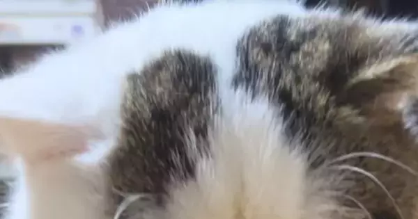 そぼろ丼を食べていると、そばにやってきた猫…『表情』を見ると→『愛おしすぎる光景』が133万再生「声かけちゃうな」「撫でまわしたい」