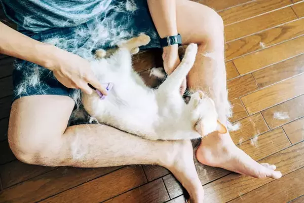猫の抜け毛が際立つ『換毛期』に試したい対策5選　起こりうるトラブルや正しいケアの方法まで解説