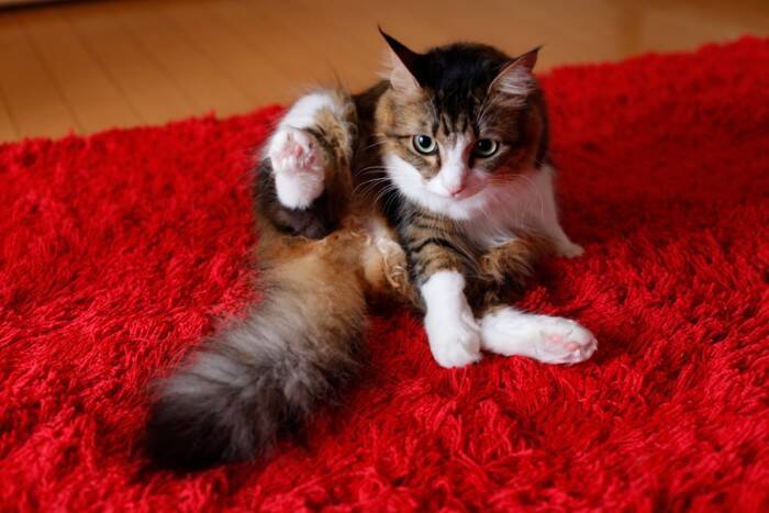 猫の抜け毛が際立つ『換毛期』に試したい対策5選　起こりうるトラブルや正しいケアの方法まで解説