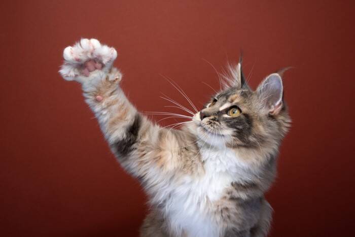 猫は『肉球の色』で性格が異なるの？4つのカラー別の傾向や違いが生まれる理由