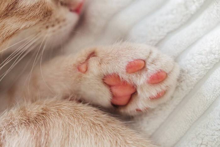 猫は『肉球の色』で性格が異なるの？4つのカラー別の傾向や違いが生まれる理由