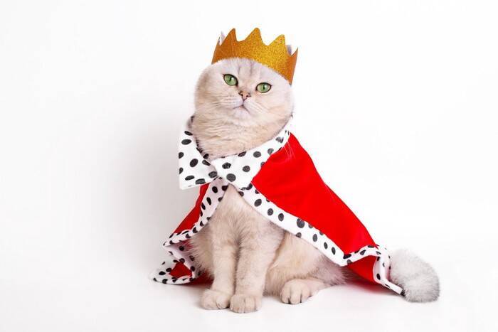 『王族に愛された猫種』5選　高貴な人にしか飼育が許されなかった猫も