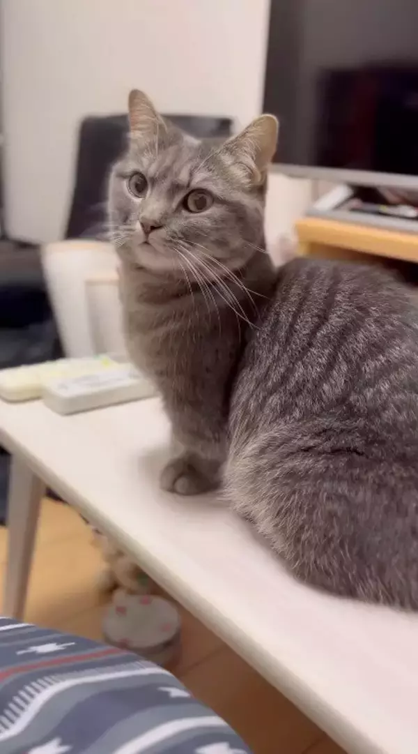 夜更かししていた猫に『パパと寝る？』と聞いてみたら…もん絶必至の『かわいすぎる返事』が172万再生「もう最高」「キュン死どころじゃない」