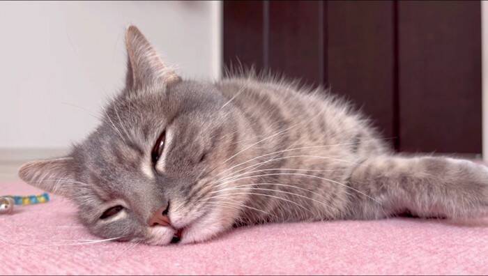 夜更かししていた猫に『パパと寝る？』と聞いてみたら…もん絶必至の『かわいすぎる返事』が172万再生「もう最高」「キュン死どころじゃない」