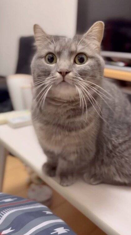 夜更かししていた猫に『パパと寝る？』と聞いてみたら…もん絶必至の『かわいすぎる返事』が172万再生「もう最高」「キュン死どころじゃない」