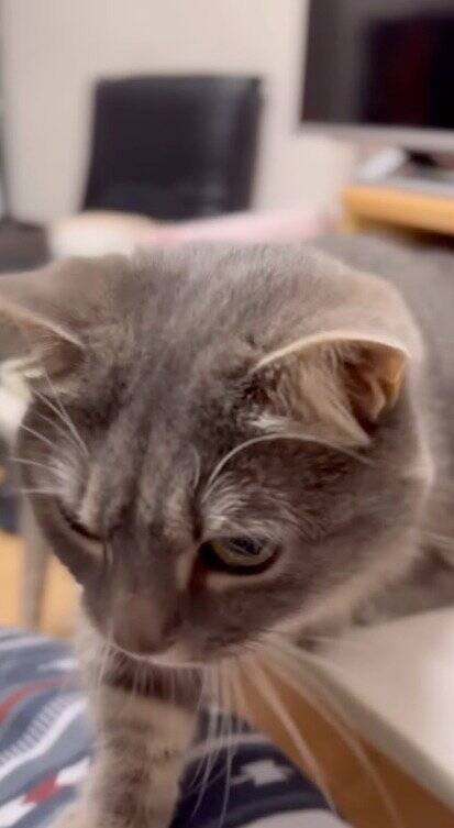 夜更かししていた猫に『パパと寝る？』と聞いてみたら…もん絶必至の『かわいすぎる返事』が172万再生「もう最高」「キュン死どころじゃない」