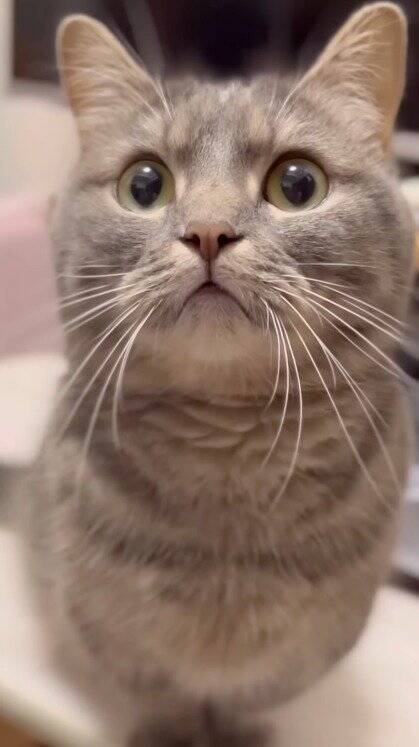 夜更かししていた猫に『パパと寝る？』と聞いてみたら…もん絶必至の『かわいすぎる返事』が172万再生「もう最高」「キュン死どころじゃない」