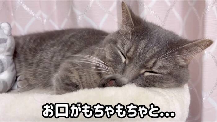 夜更かししていた猫に『パパと寝る？』と聞いてみたら…もん絶必至の『かわいすぎる返事』が172万再生「もう最高」「キュン死どころじゃない」