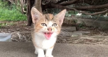 助けを求めるように『何度も何度も鳴いていた子猫』→そっと指を近づけると……驚きの光景が59万再生「出会えてよかった」「表情が泣ける」