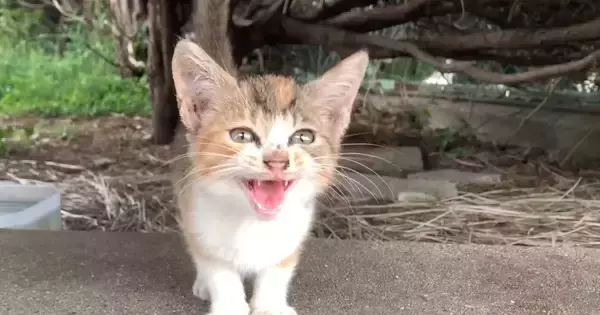 助けを求めるように『何度も何度も鳴いていた子猫』→そっと指を近づけると……驚きの光景が59万再生「出会えてよかった」「表情が泣ける」