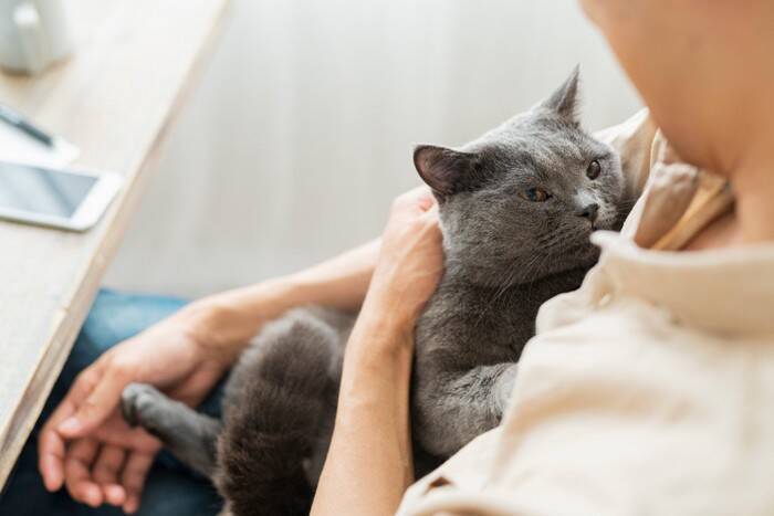 猫に嫌がられない『抱っこ』の方法4選　正しい抱き方のコツからNGポイントまで