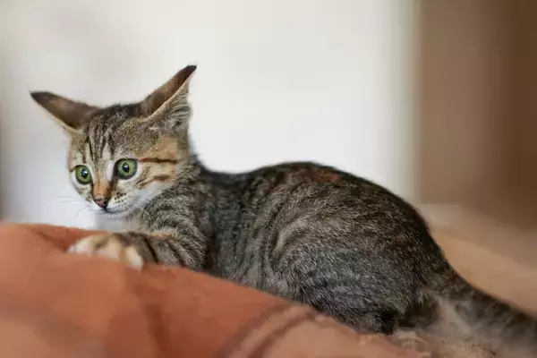 猫に嫌われてしまう『話し方』の特徴4つ　警戒される理由から好かれるコツまで