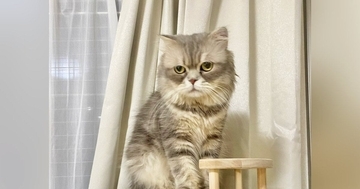 猫の『毛の量が多い』と思い、半年前の様子と見比べてみたら…想像を超えるビフォーアフターに爆笑「別猫級で笑った」「もっふもふのおにぎり」