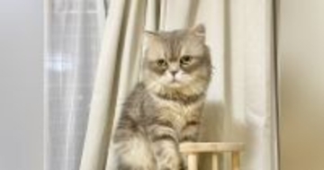 猫の『毛の量が多い』と思い、半年前の様子と見比べてみたら…想像を超えるビフォーアフターに爆笑「別猫級で笑った」「もっふもふのおにぎり」