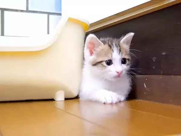 隙間にピッタリ挟まる保護子猫→姉猫が遊びに誘ったら…可愛すぎて『ずっと見ていたくなる光景』が話題「避難しているのかな」「見事な挟まり」