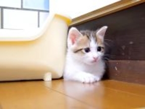 隙間にピッタリ挟まる保護子猫→姉猫が遊びに誘ったら…可愛すぎて『ずっと見ていたくなる光景』が話題「避難しているのかな」「見事な挟まり」